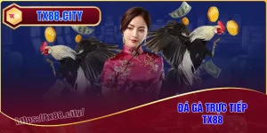 Đá gà trực tiếp - Sức hấp dẫn không thể chối từ